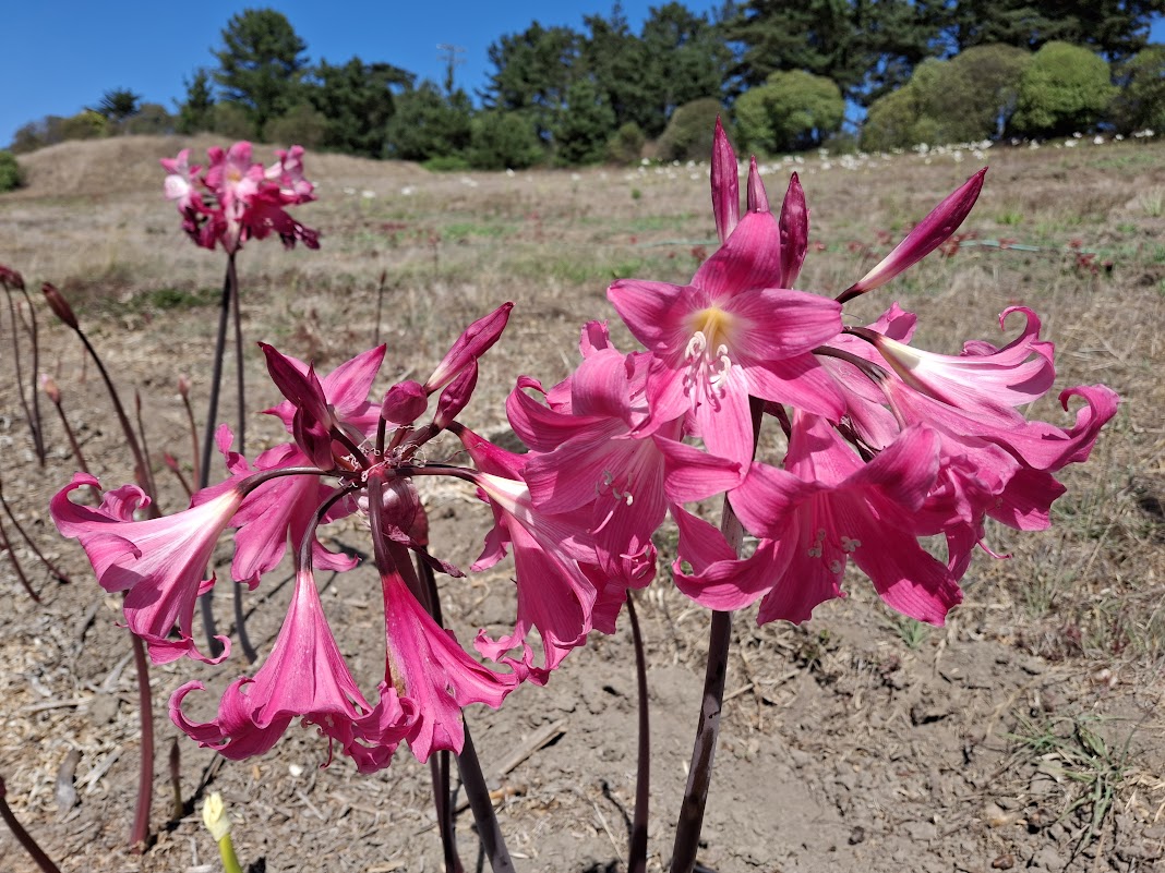 1 Amaryllis Belladonna 830DRaav