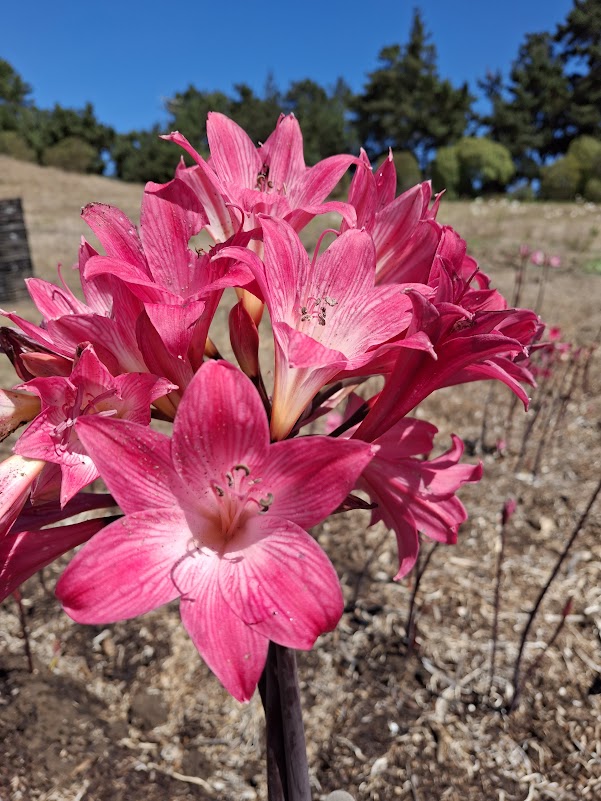 1 Amaryllis Belladonna 91PYTSalmon