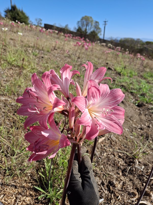 1 Amaryllis Belladonna 92PinkDouble