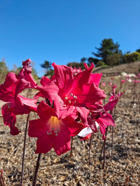1 Amaryllis Belladonna 93 CherryYT