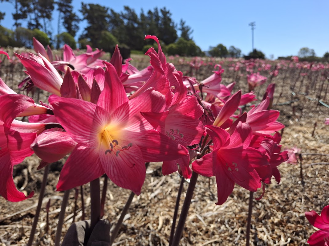 1 Amaryllis Belladonna 93DS2