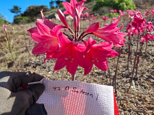 1 Amaryllis Belladonna 93DSalmon