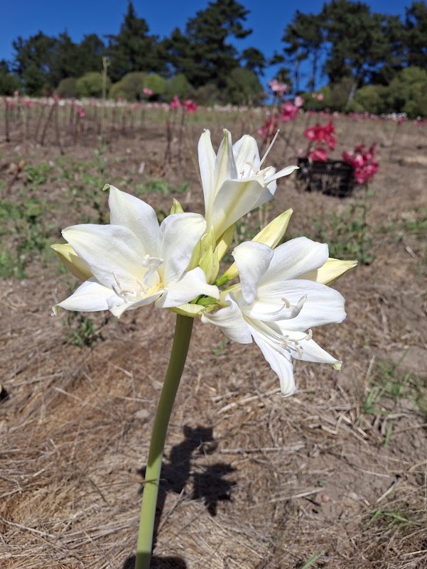 1 Amaryllis Belladonna 93GEP Extra petal