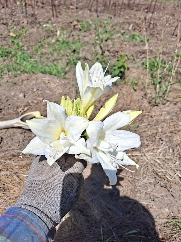 1 Amaryllis Belladonna 93GEP Extra petal