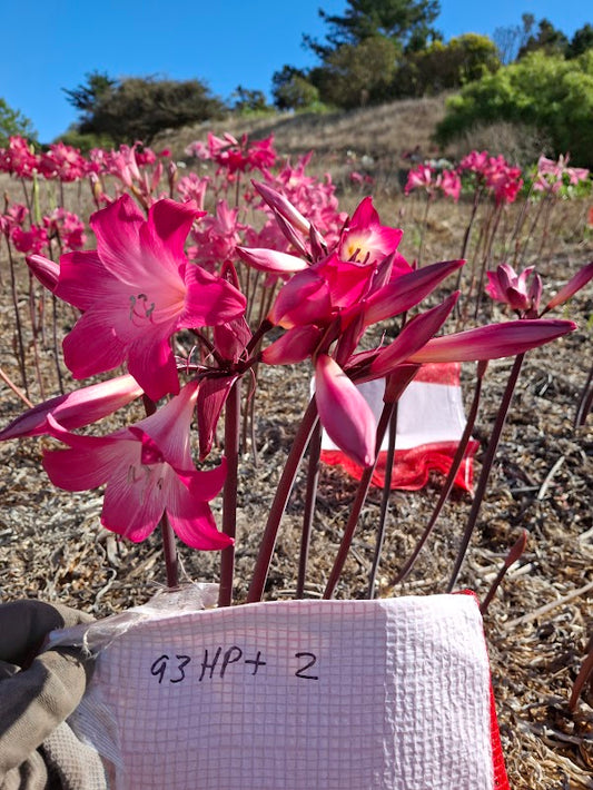 1 Amaryllis Belladonna 93HP+