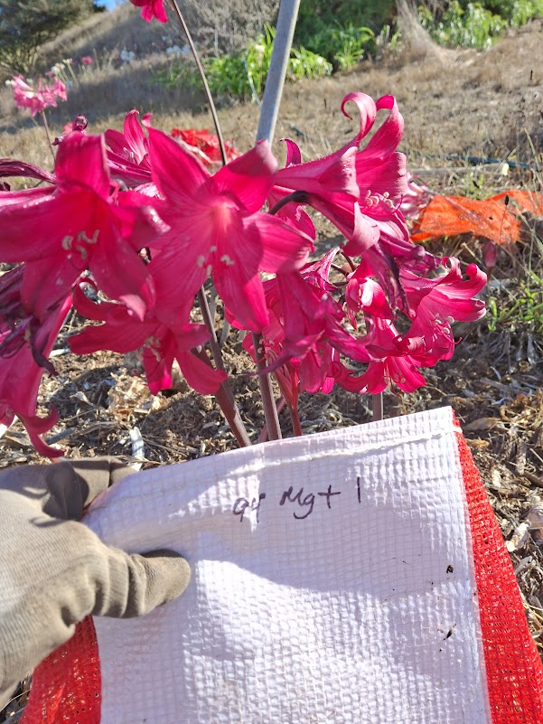 1 Amaryllis Belladonna 94MG+