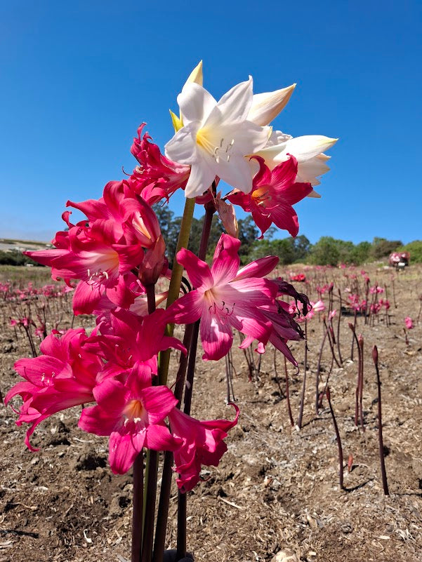 1 Amaryllis Belladonna Collection C12
