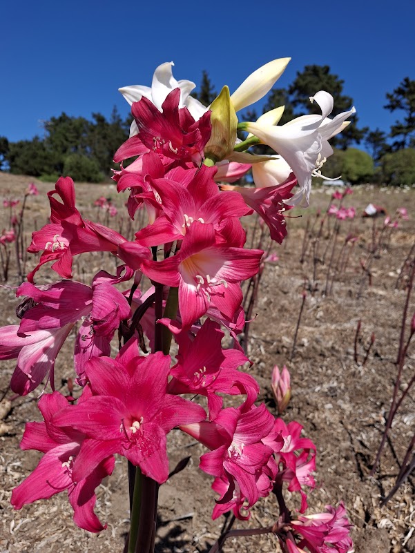 1 Amaryllis Belladonna Collection C12