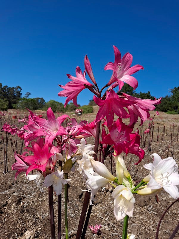 1 Amaryllis Belladonna Collection C13