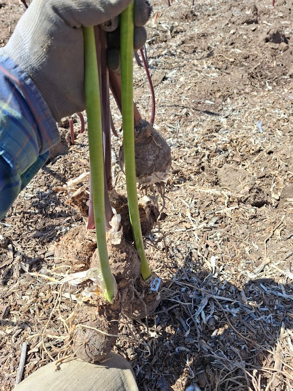 1 Amaryllis Belladonna Collection C13