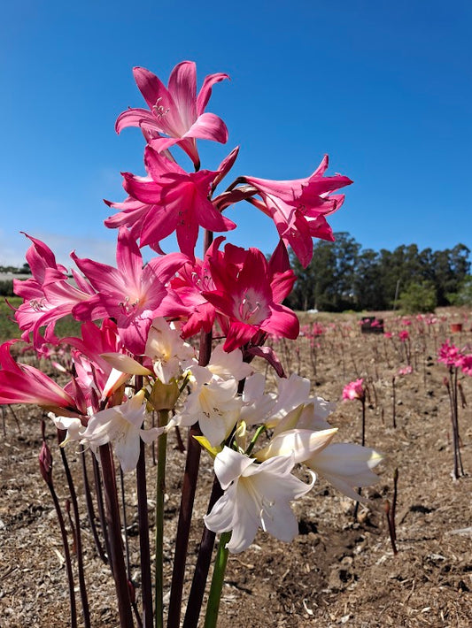 1 Amaryllis Belladonna Collection C13