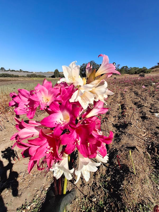 1 Amaryllis Belladonna Collection C2