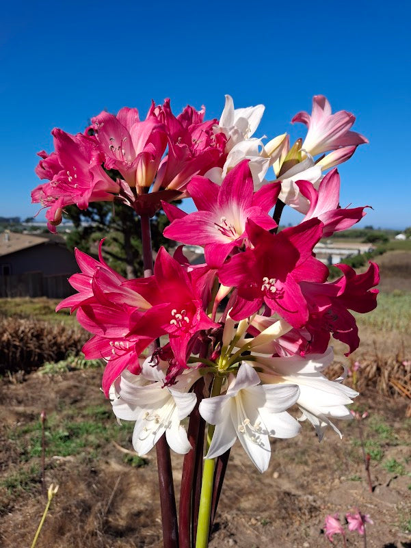 1 Amaryllis Belladonna Collection C3