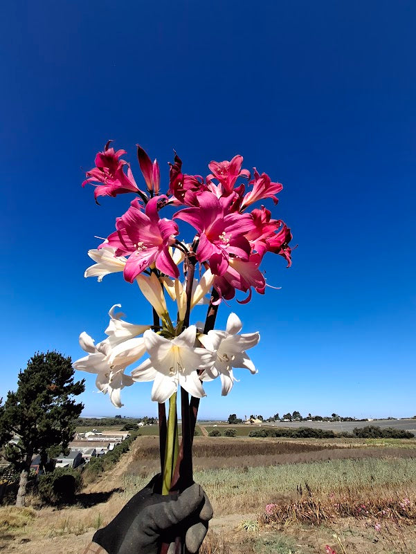 1 Amaryllis Belladonna Collection C4