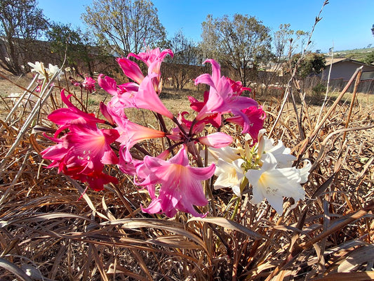 1 Amaryllis Belladonna Collection C4