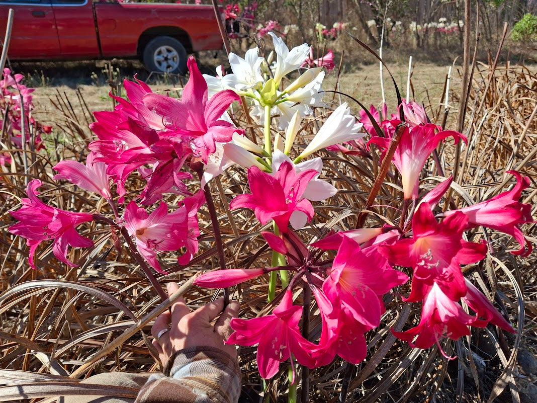 1 Amaryllis Belladonna Collection C5