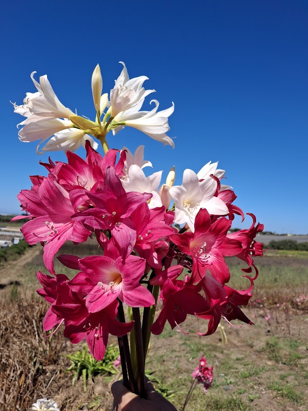 1 Amaryllis Belladonna Collection C6