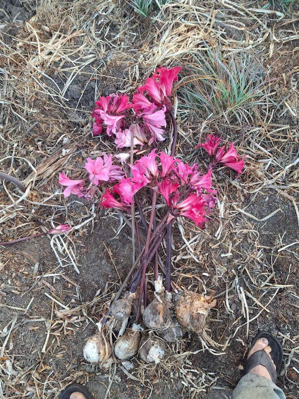 1 Amaryllis Belladonna Collection Jumbo Final