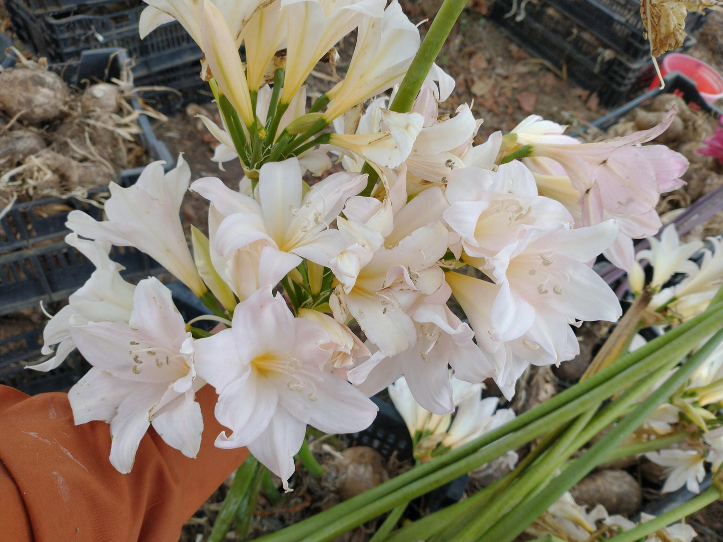 15 LARGE Amaryllis Belladonna Alba Bulbs bloomed 2021 Rare White~not Hippeastrum
