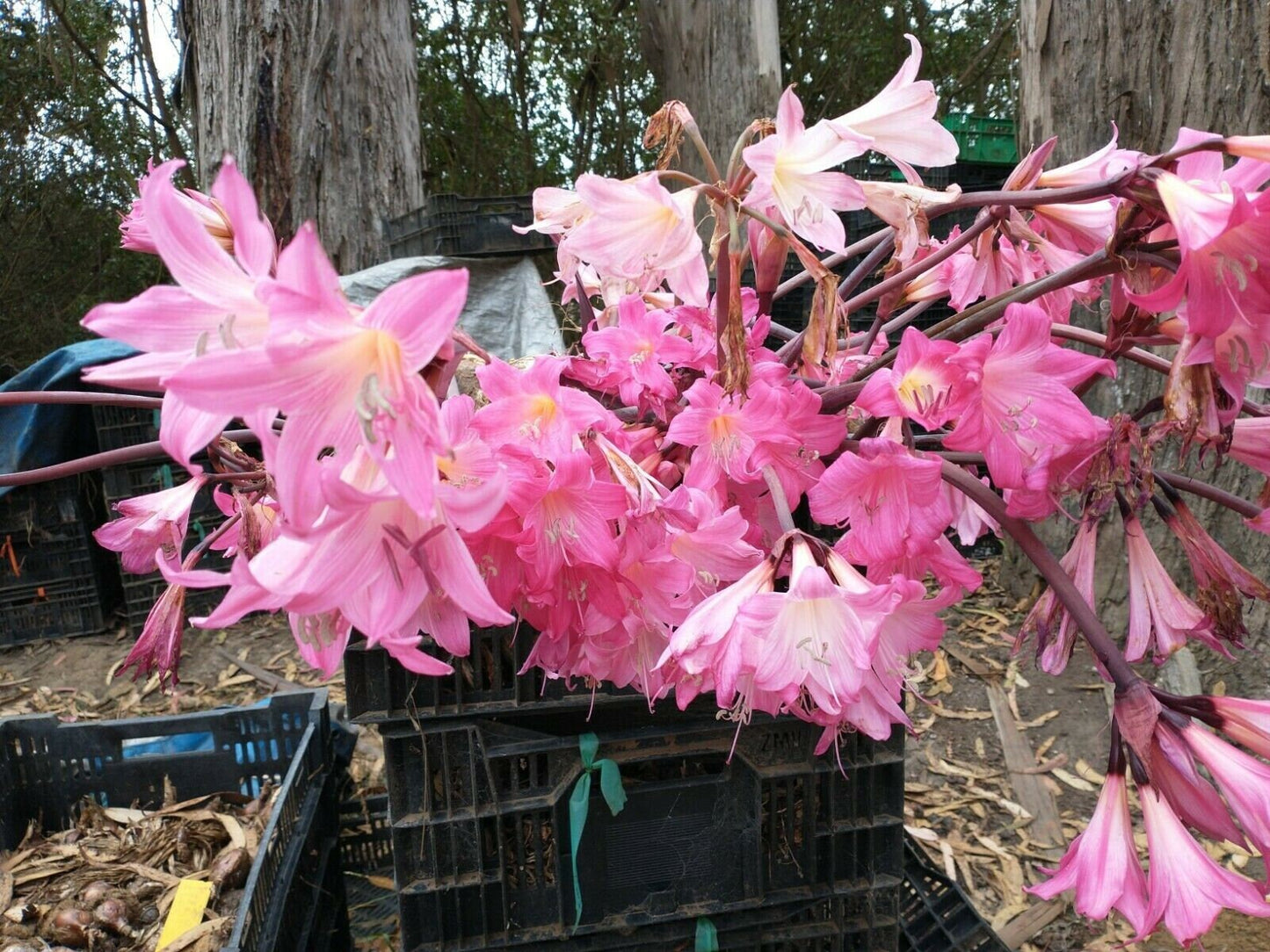 30 Amaryllis Belladonna Hybrids Pink Varieties Medium size Bulbs not Hippeastrum