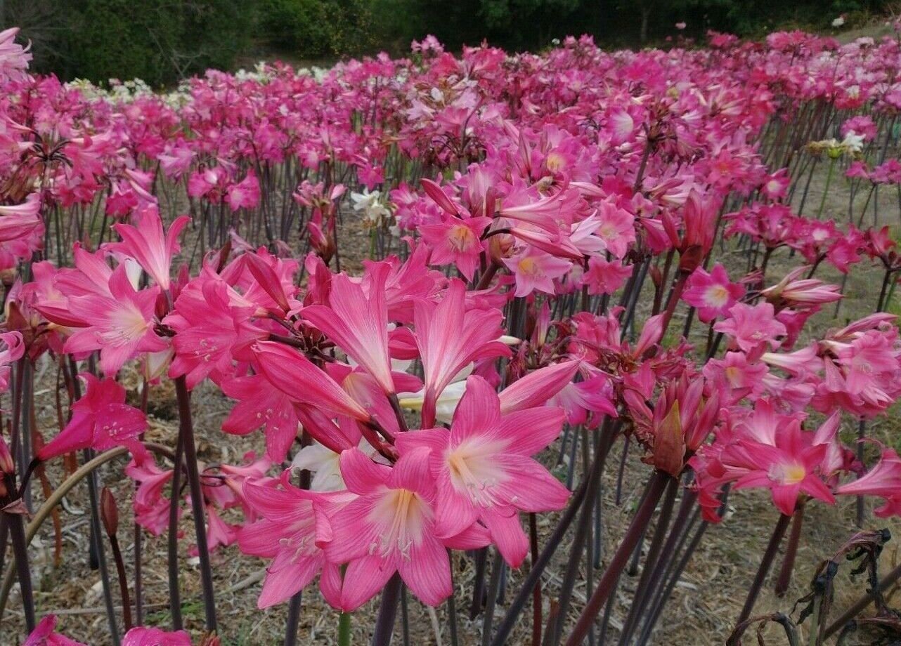 30 Amaryllis Belladonna Hybrids Pink Varieties Medium size Bulbs not Hippeastrum