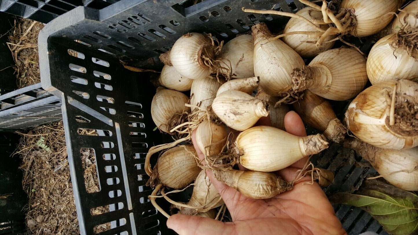 30 Amaryllis Belladonna Hybrids Pink Varieties Medium size Bulbs not Hippeastrum
