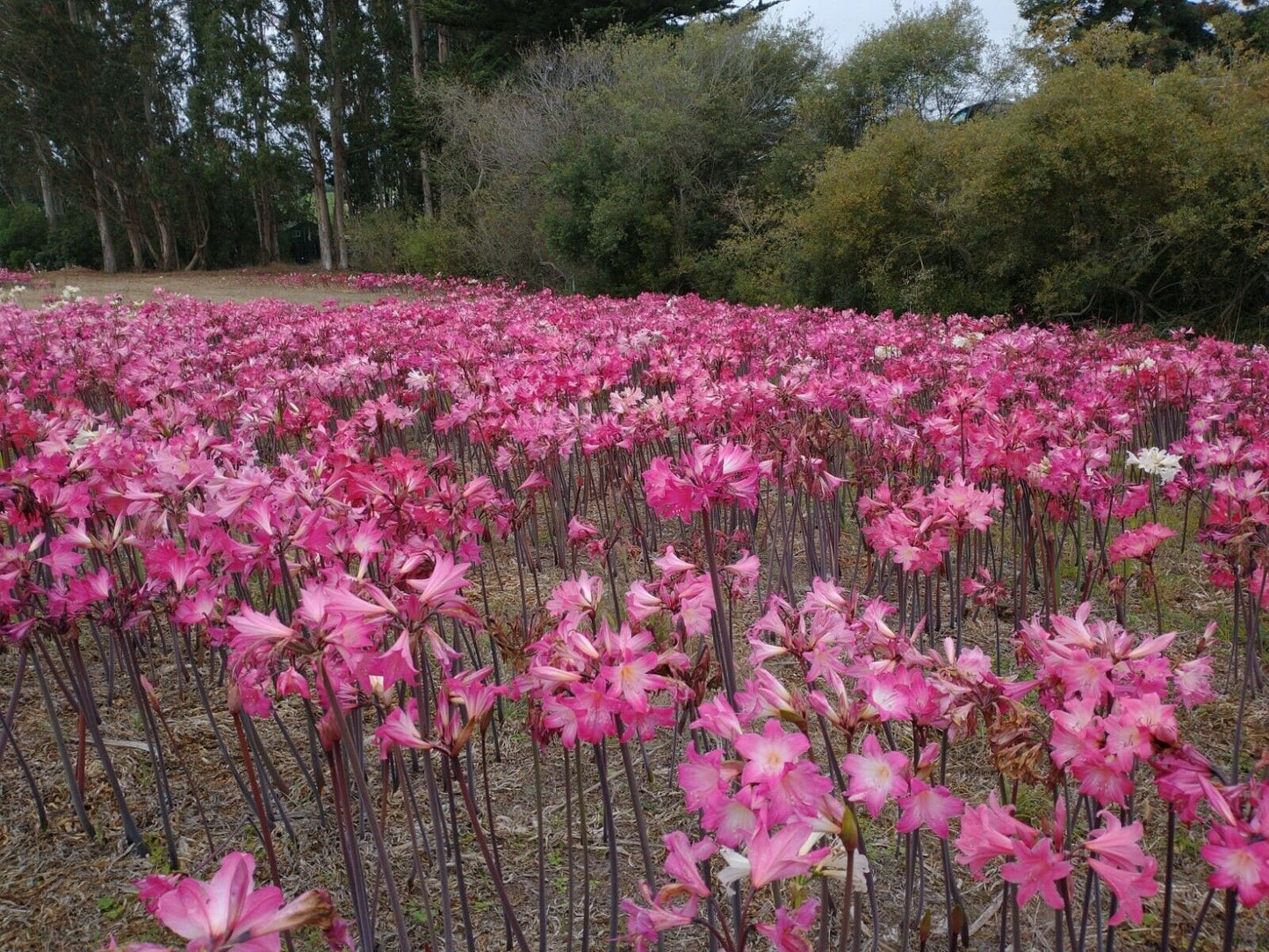 30 Amaryllis Belladonna Hybrids Pink Varieties Medium size Bulbs not Hippeastrum