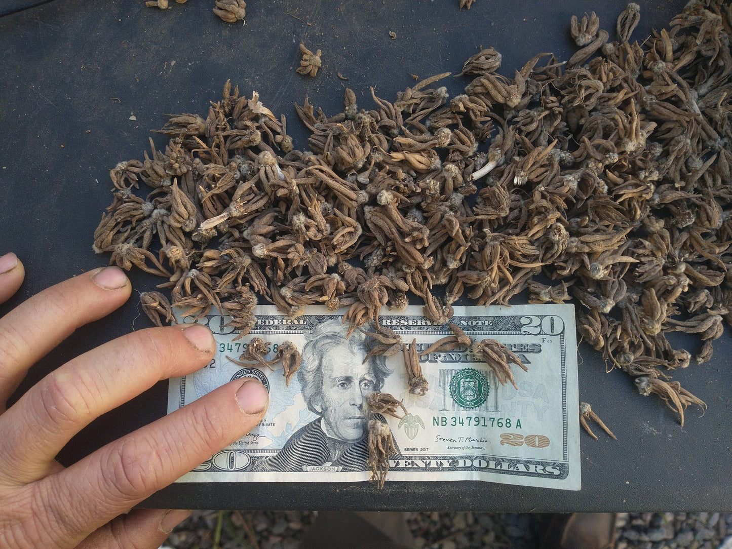 50 RED Ranunculus Bulbs DOUBLE Buttercups Spring BARGAIN!