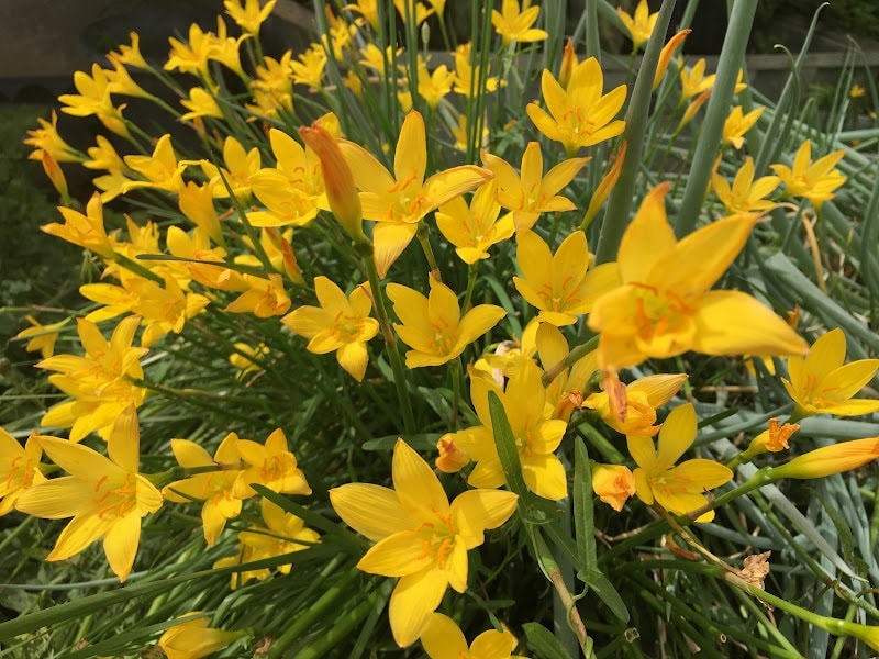 yellow rain lily flower 30 DARK YELLOW Rain Lily Bulbs! Zephyranthes citrina Fairy Lily Sale – Amaryllis Bulb Farm