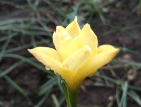 6 New variety Rain Lily Bulbs! Zephyranthes SMALII Texas Native USA