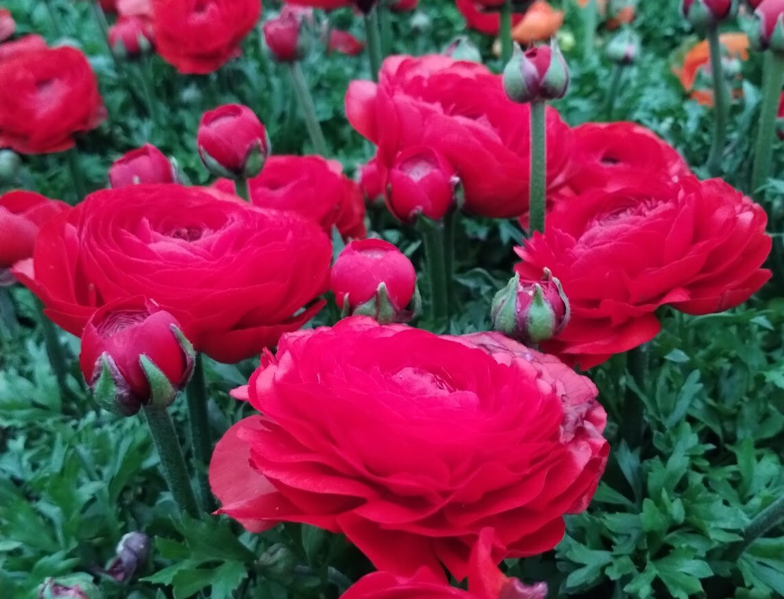 50 RED Ranunculus Bulbs DOUBLE Buttercups Spring BARGAIN!