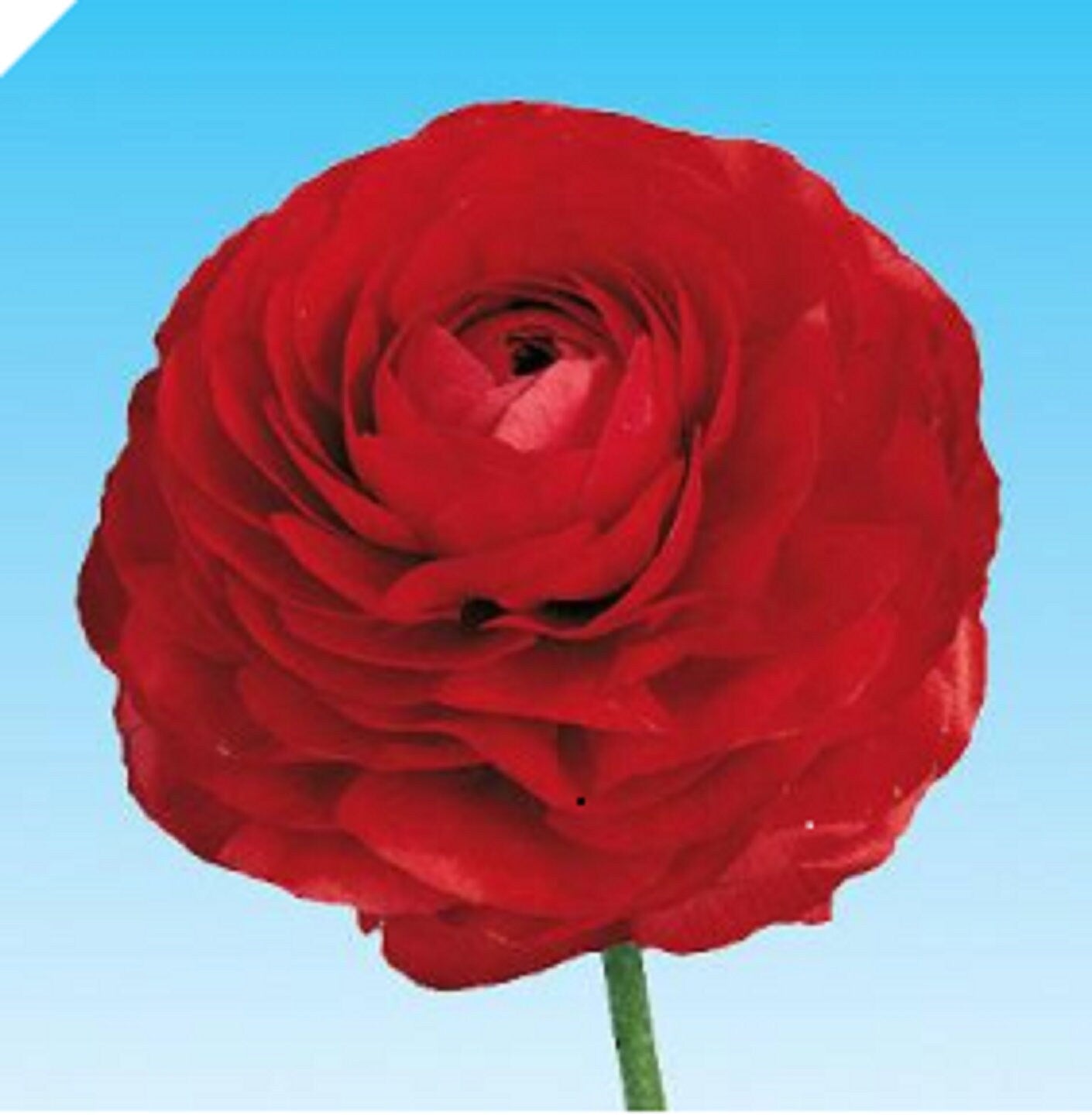 50 RED Ranunculus Bulbs DOUBLE Buttercups Spring BARGAIN!
