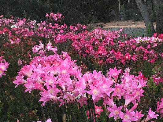 30 Amaryllis Belladonna Hybrids Pink Varieties Medium size Bulbs not Hippeastrum
