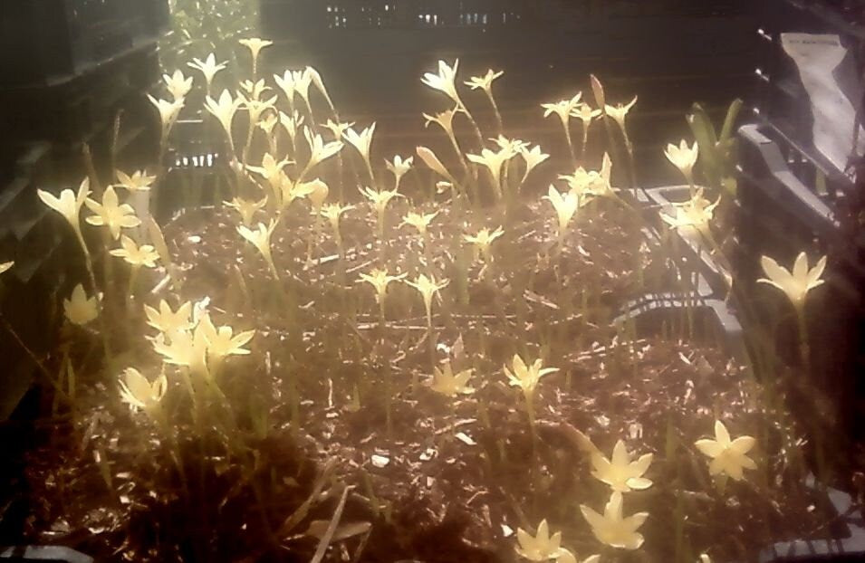 10 New variety Rain Lily Bulbs! Zephyranthes PRIMULINA yellow-pink bicolor