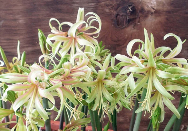 Amaryllis Bulb Farm