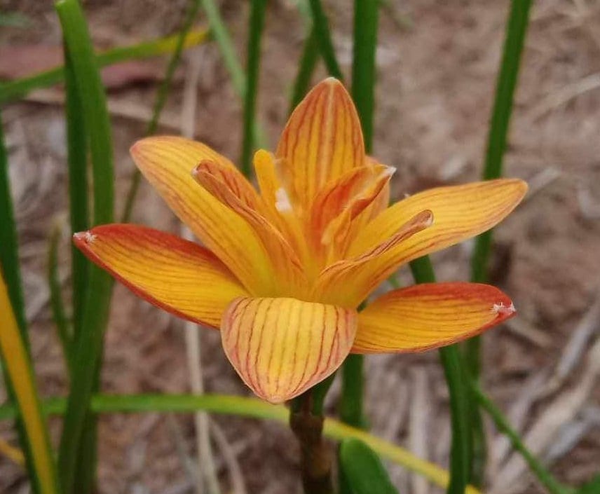 2 Z. TIGER Rain Lily Bulbs! Zephyranthes bulbs