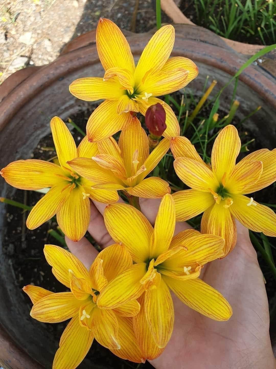 2 Z. TIGER Rain Lily Bulbs! Zephyranthes bulbs