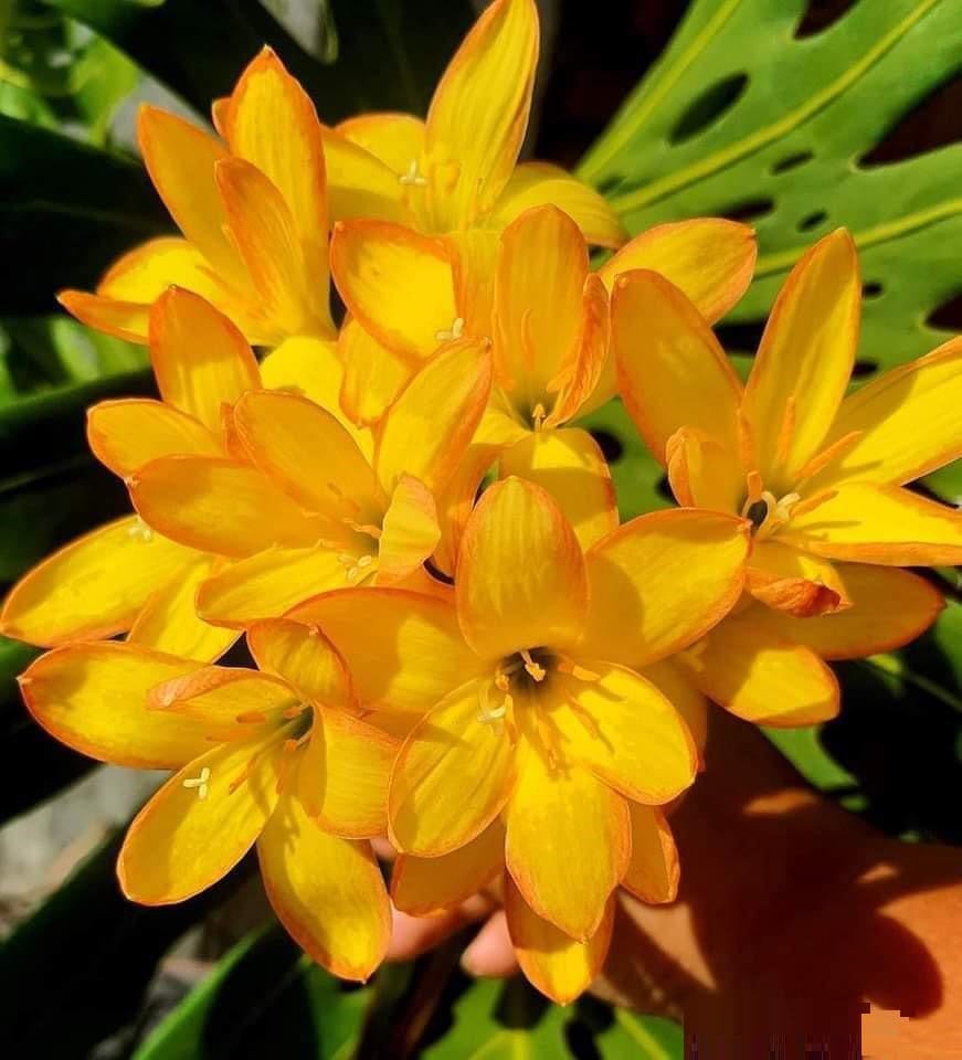 king lily flower 3 Z. Kings Ransom Rain Lily Bulbs! Zephyranthes bulbs – Amaryllis Bulb Farm