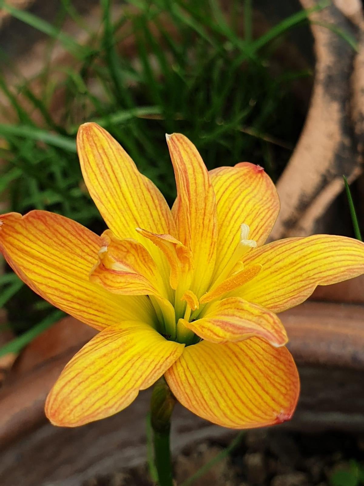 2 Z. TIGER Rain Lily Bulbs! Zephyranthes bulbs