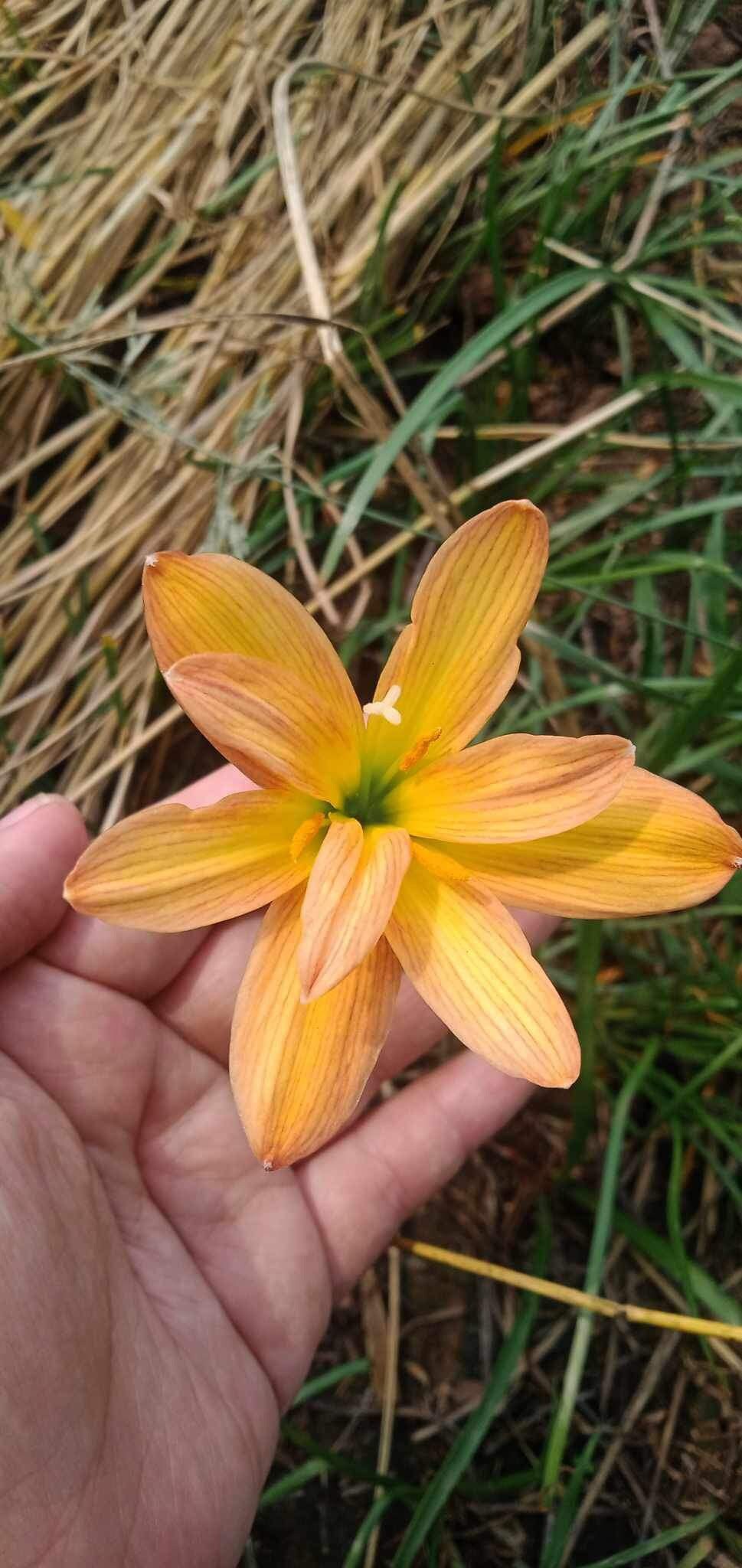 2 Z. TIGER Rain Lily Bulbs! Zephyranthes bulbs