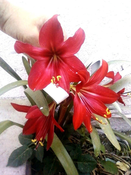 1 RARE Amaryllis Cross HIPPEASTRELIA Durga Pradhan bulb