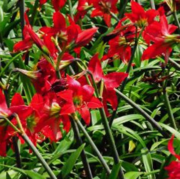 1 Amaryllis San Antonio Rose Hippeastrum Bulb Species  H. Aulicum Stenopetalum X Traubii forma Doraniae