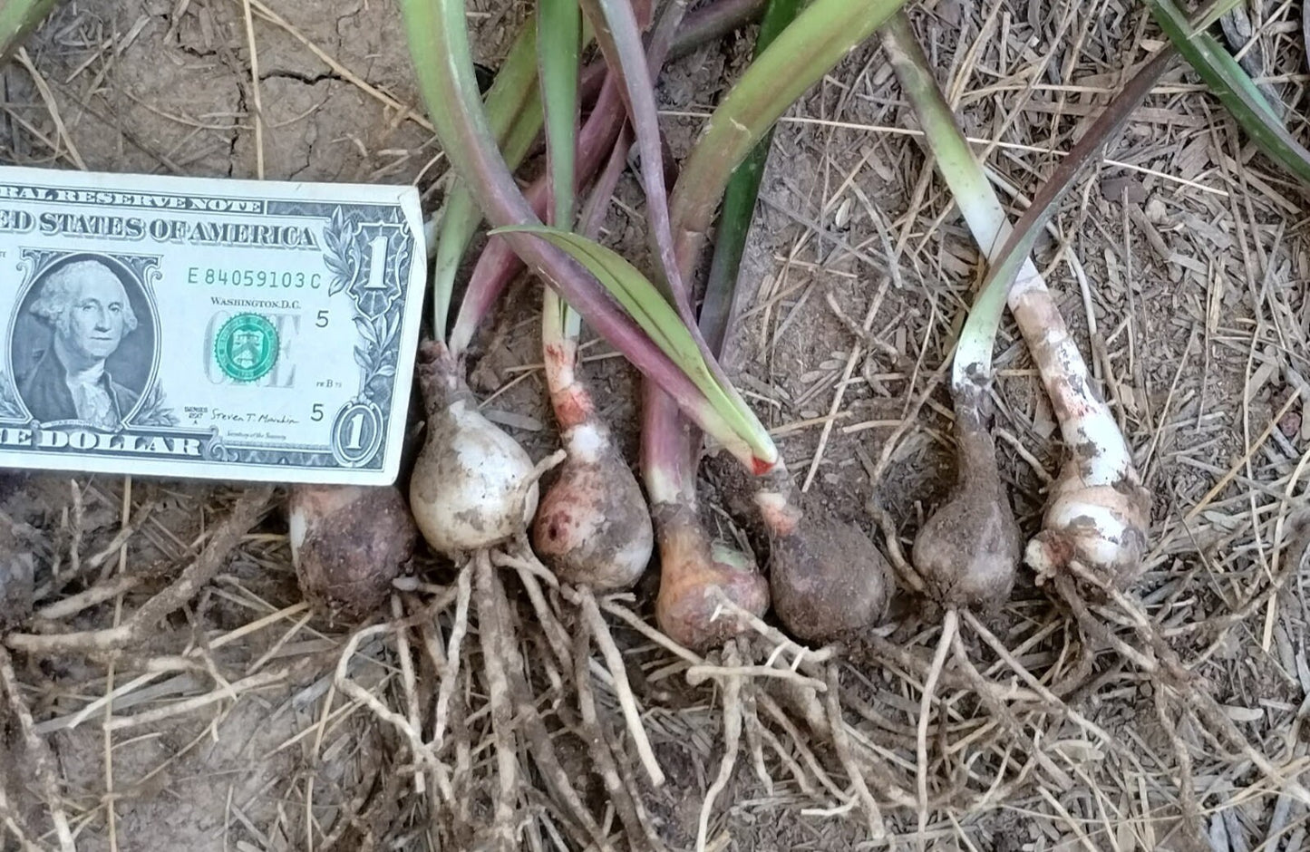 1 Amaryllis San Antonio Rose Hippeastrum Bulb Species  H. Aulicum Stenopetalum X Traubii forma Doraniae