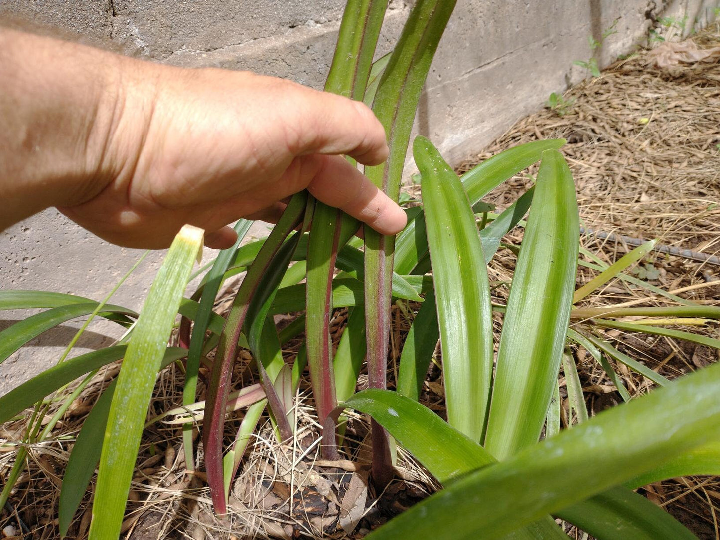 1 Amaryllis San Antonio Rose Hippeastrum Bulb Species  H. Aulicum Stenopetalum X Traubii forma Doraniae