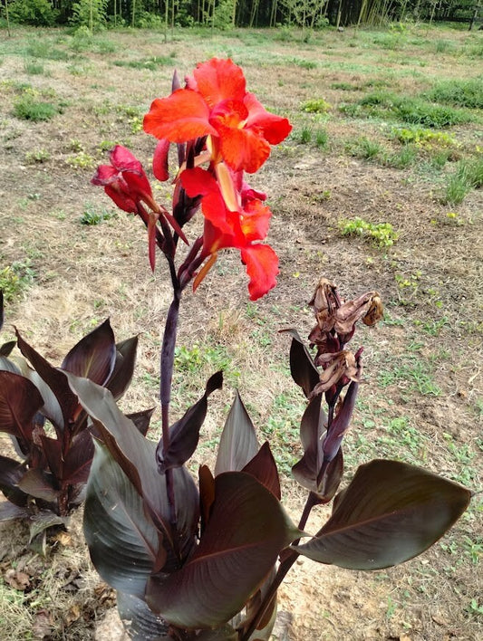 2 Canna AUSTRALIA Bronze foliage leaves orange red flowers plant bulb