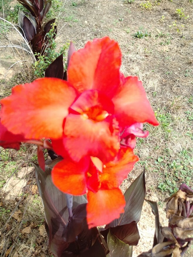 2 Canna AUSTRALIA Bronze foliage leaves orange red flowers plant bulb