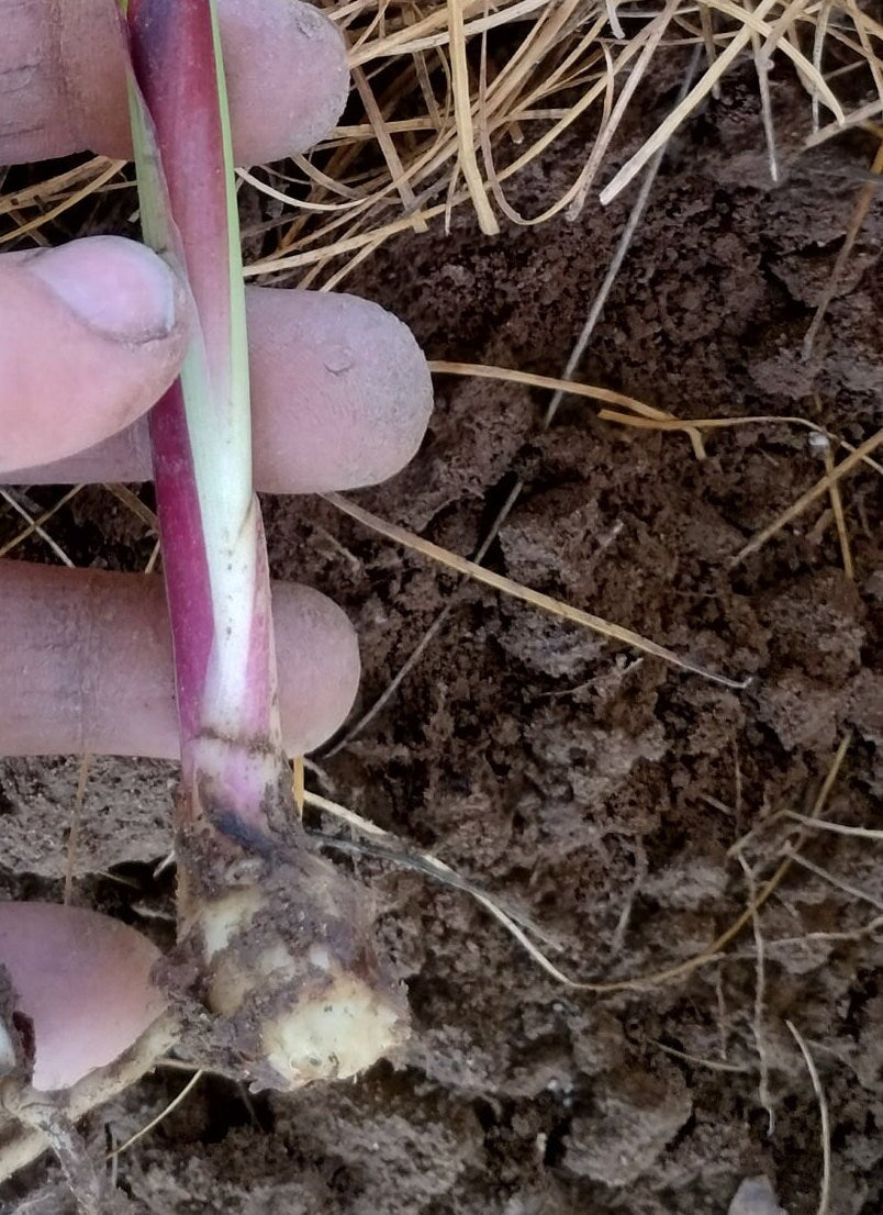 2 Canna AUSTRALIA Bronze foliage leaves orange red flowers plant bulb