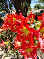 Amaryllis/Hippeastrum