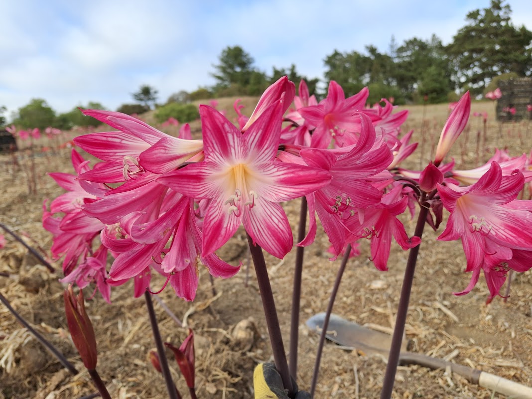 1 Amaryllis Belladonna 828P17