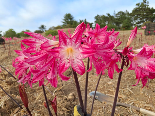 1 Amaryllis Belladonna 828P17